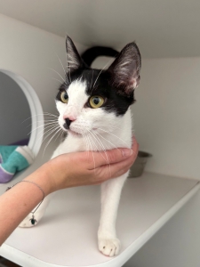 Fundkatze vom 09.06